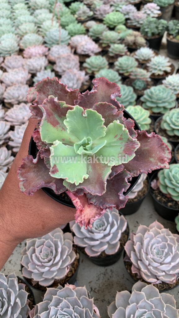 kaktus.id