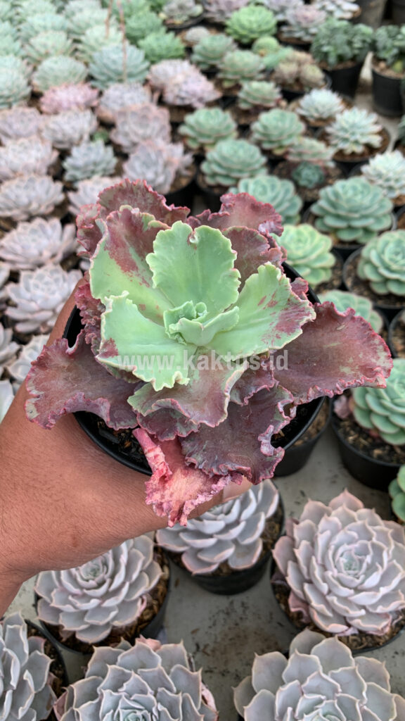 kaktus.id