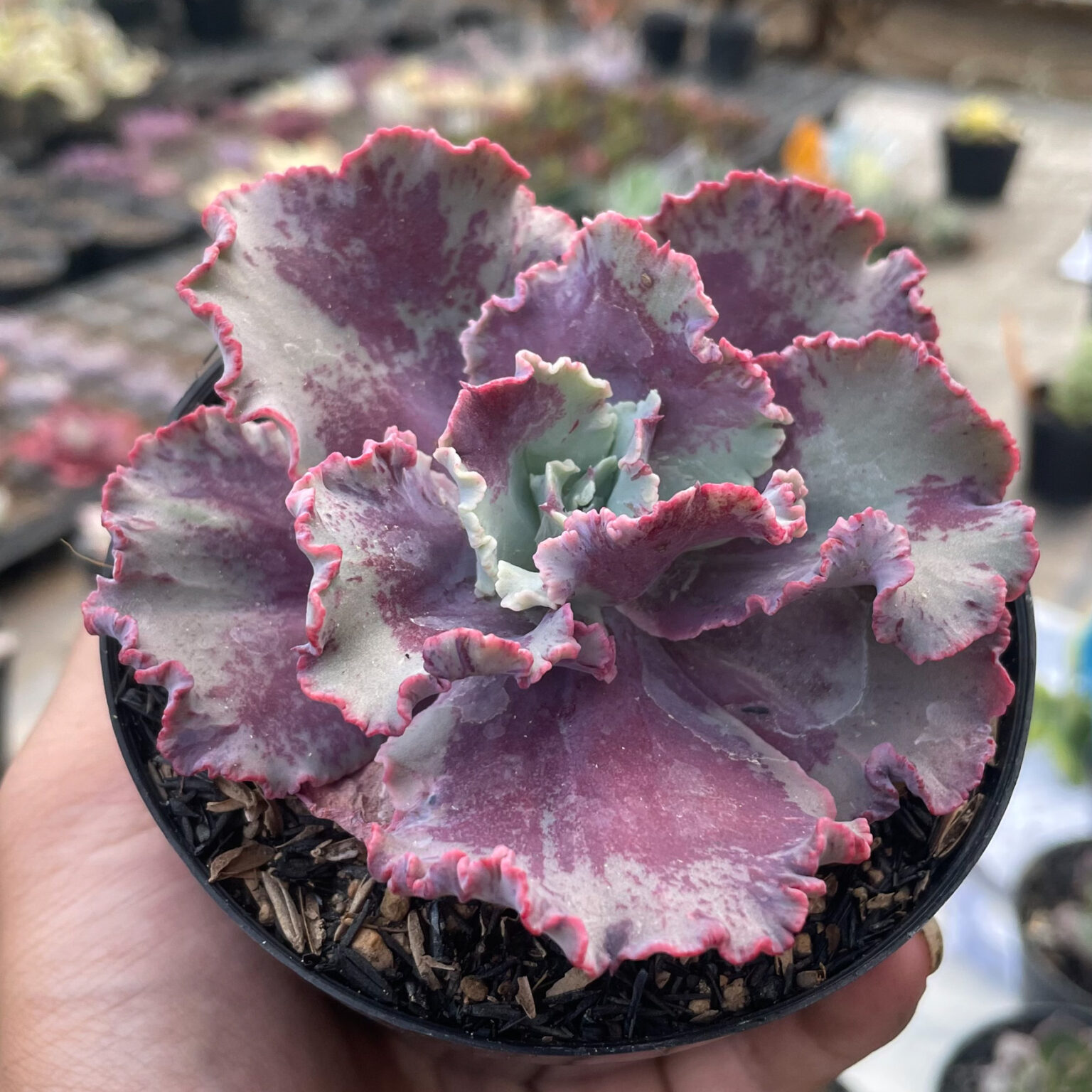 Echeveria Dragon Fin King Splash, real gallery image #6 plants. Picture taken directly from kaktus.id community Echeveria farmer green houses.