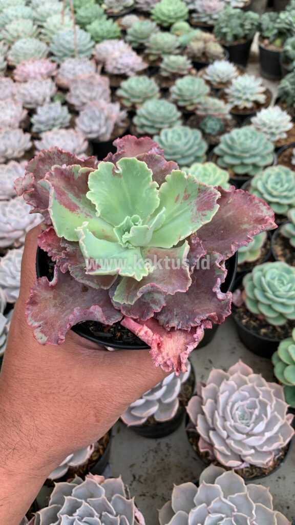 kaktus.id