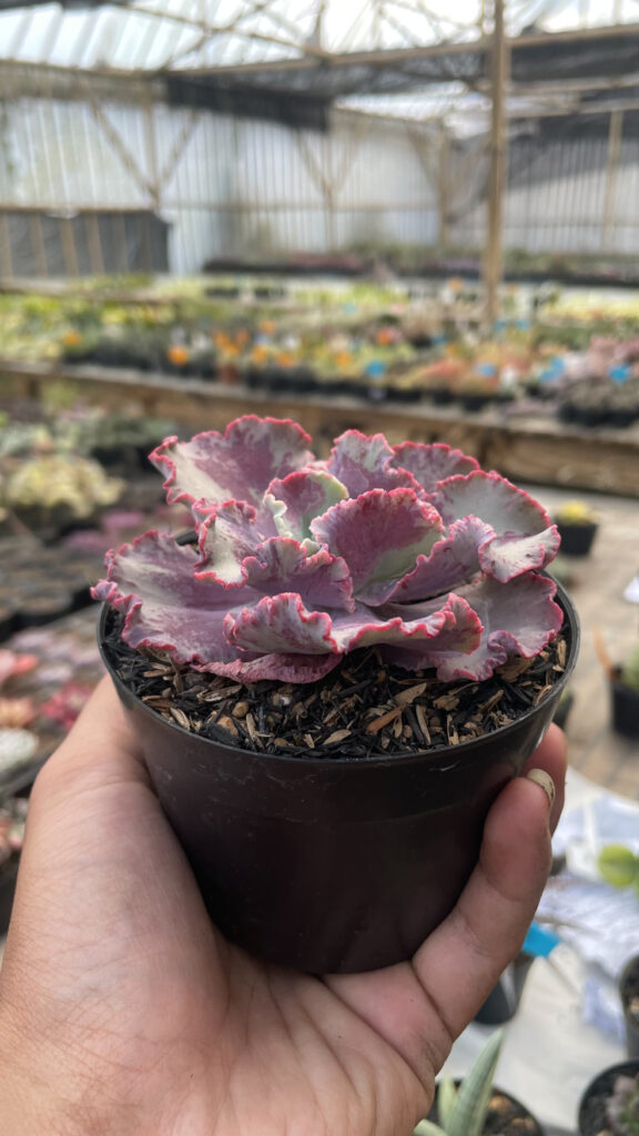 kaktus.id