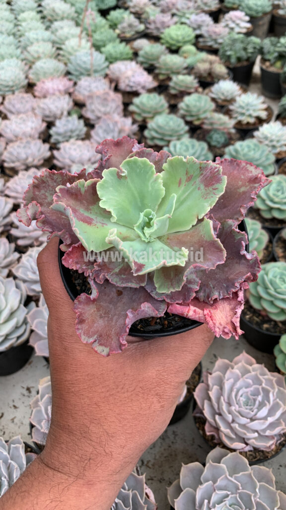 kaktus.id