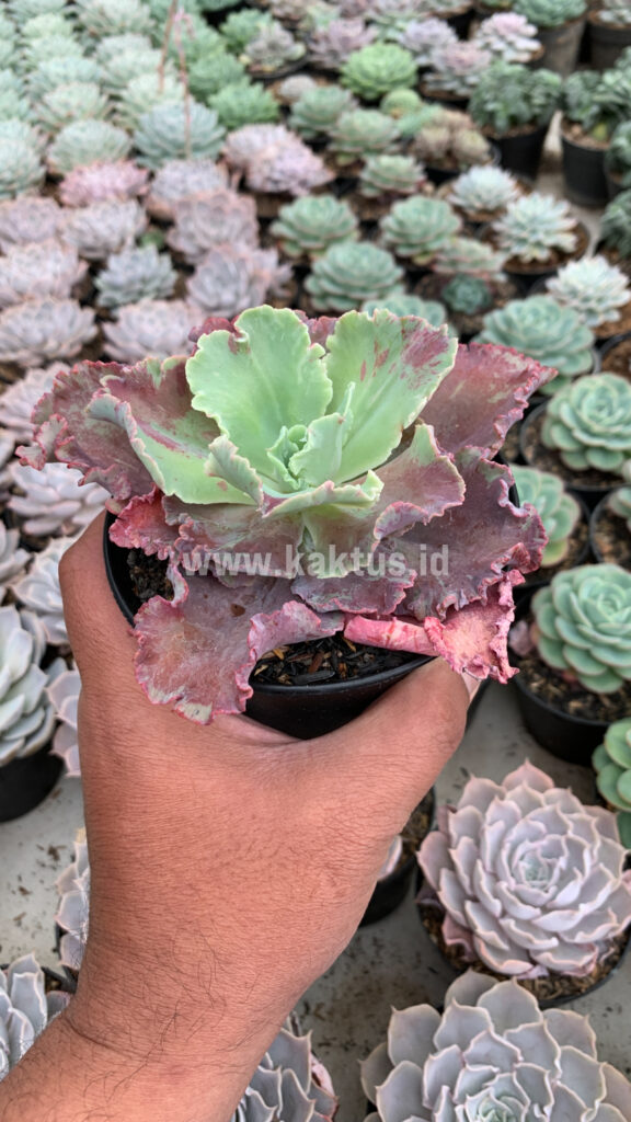 kaktus.id