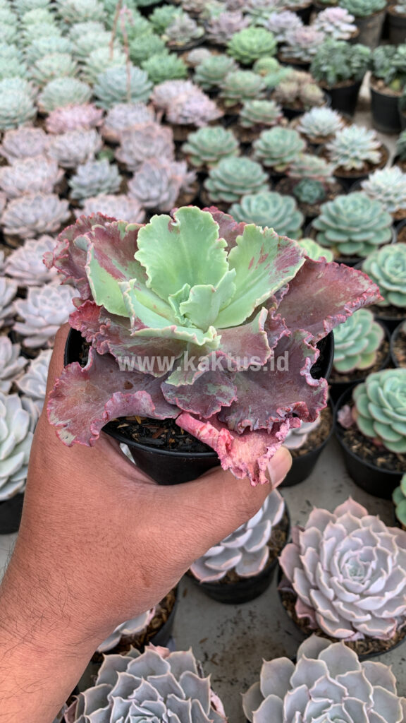 kaktus.id