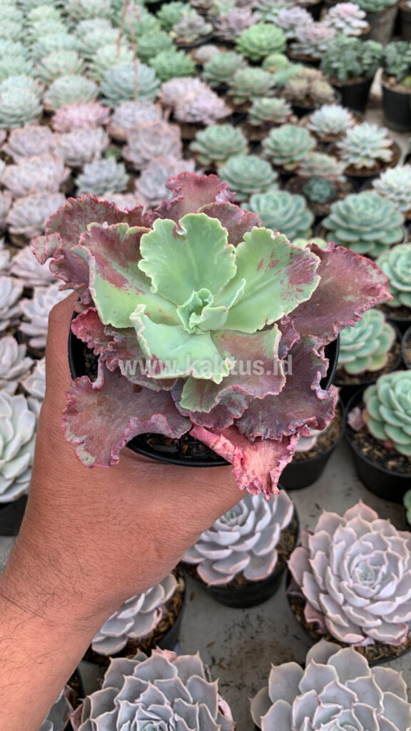 kaktus.id