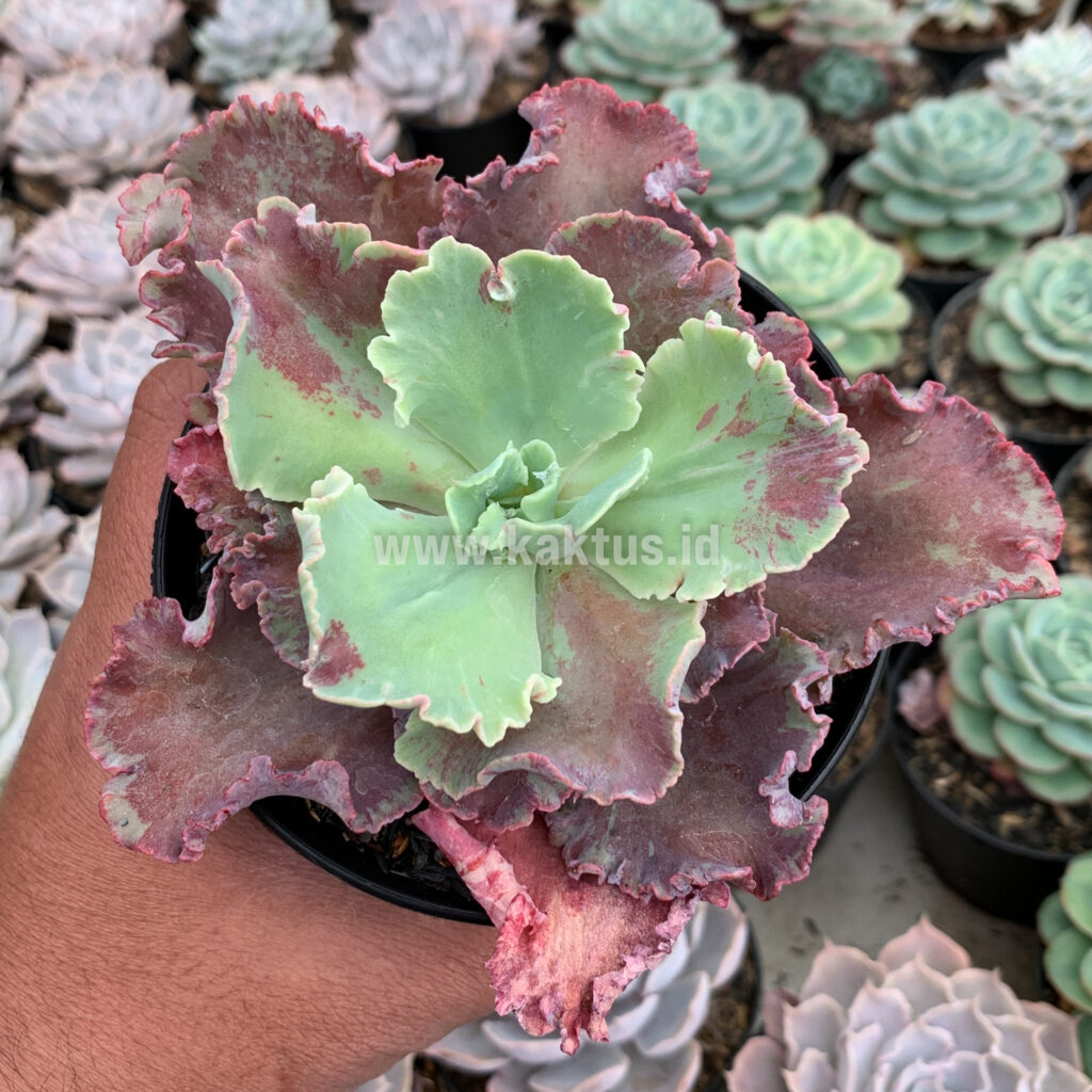 kaktus.id