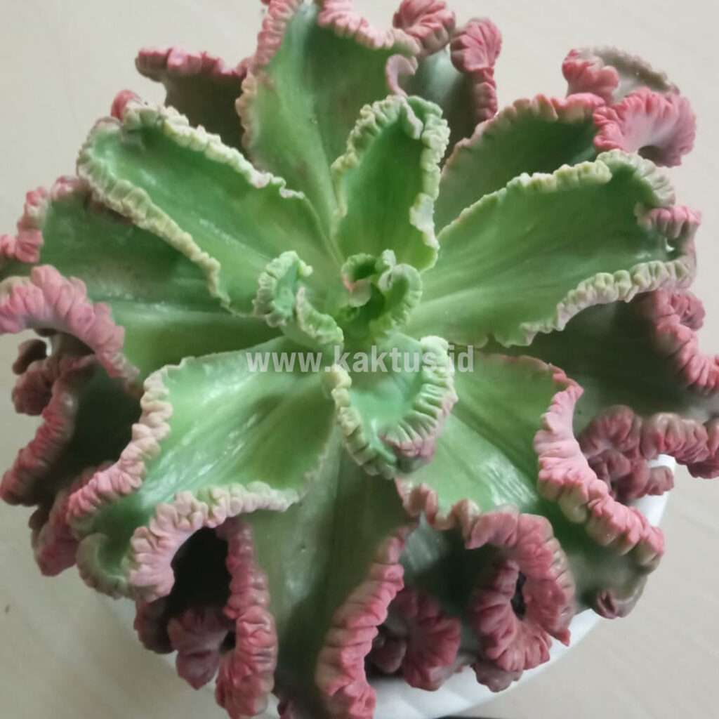 kaktus.id