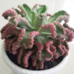 Echeveria Octopus Size 20 Cm, real gallery image #7 plants. Picture taken directly from kaktus.id community Echeveria farmer green houses.