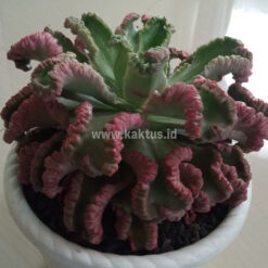 Echeveria Octopus Size 20 Cm, real gallery image #5 plants. Picture taken directly from kaktus.id community Echeveria farmer green houses.