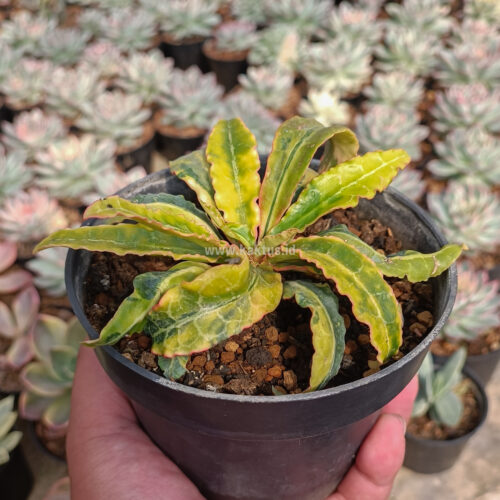 Euphorbia Francoisii Variegated, real gallery image #1 plants. Picture taken directly from kaktus.id community Euphorbia farmer green houses.