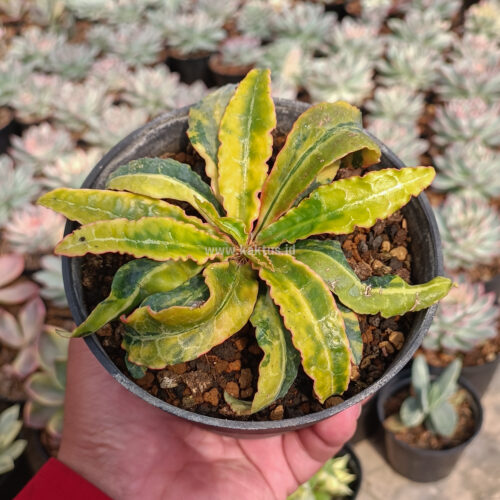 Euphorbia Francoisii Variegated, real gallery image #5 plants. Picture taken directly from kaktus.id community Euphorbia farmer green houses.