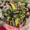 Euphorbia Francoisii Variegated, real gallery image #4 plants. Picture taken directly from kaktus.id community Euphorbia farmer green houses.