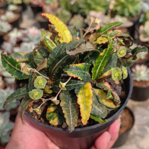 Euphorbia Francoisii Variegated, real gallery image #3 plants. Picture taken directly from kaktus.id community Euphorbia farmer green houses.