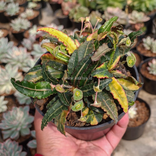 Euphorbia Francoisii Variegated, real gallery image #2 plants. Picture taken directly from kaktus.id community Euphorbia farmer green houses.