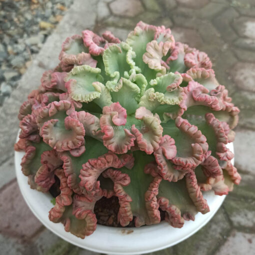 938. Echeveria Octopus Size 20 Cm