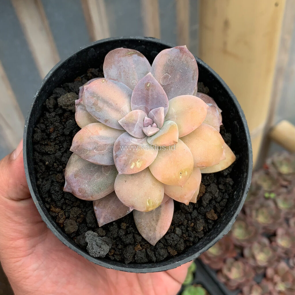 kaktus.id