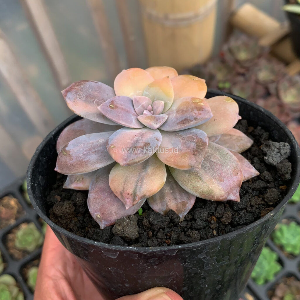 kaktus.id
