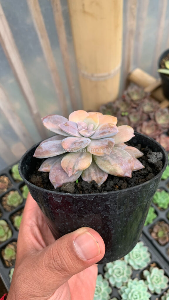 kaktus.id
