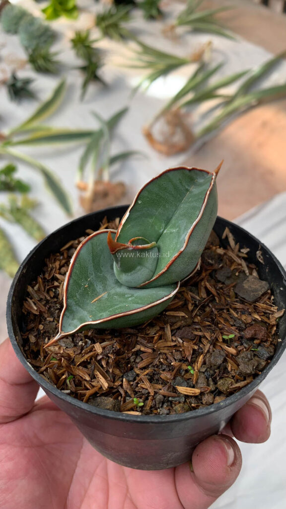 kaktus.id