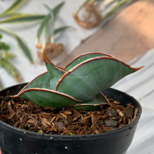 Sansevieria Banana, real gallery image #13 plants. Picture taken directly from kaktus.id community Sansevieria farmer green houses.