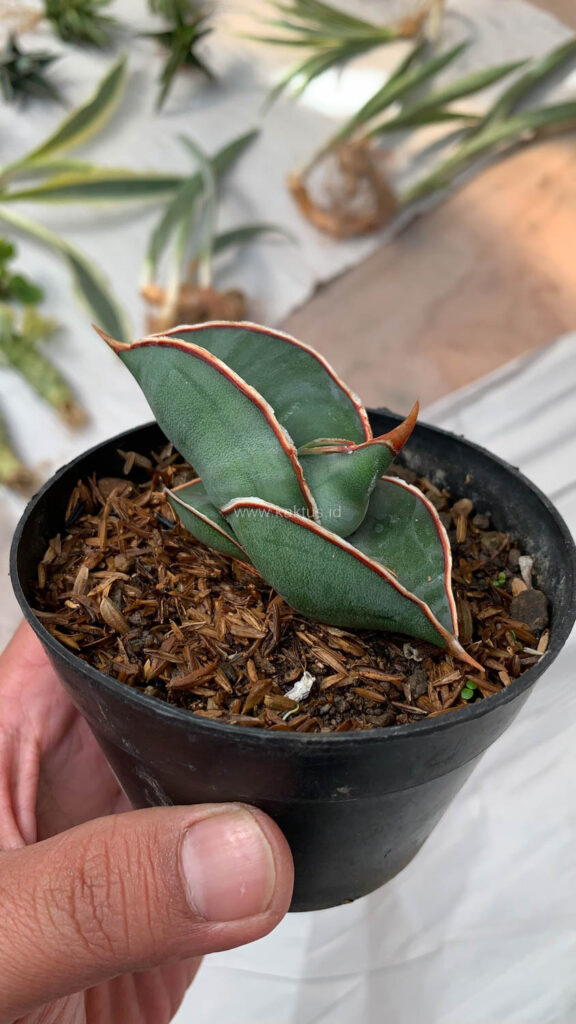kaktus.id