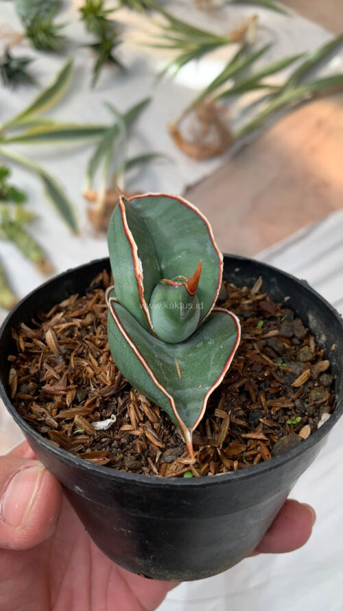 Sansevieria Banana, real gallery image #6 plants. Picture taken directly from kaktus.id community Sansevieria farmer green houses.