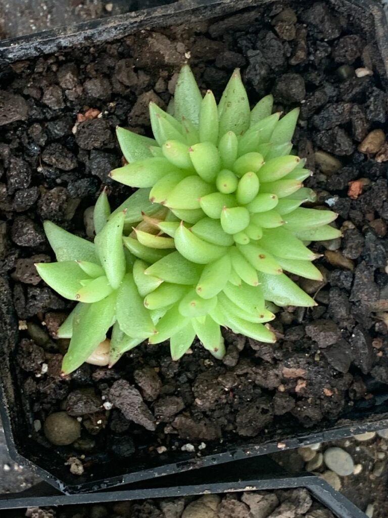 kaktus.id