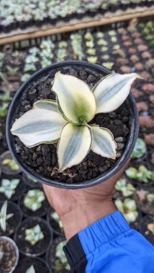 Sansevieria Masoniana Aurea White Variegated Rosettete, real gallery image #9 plants. Picture taken directly from kaktus.id community Sansevieria farmer green houses.