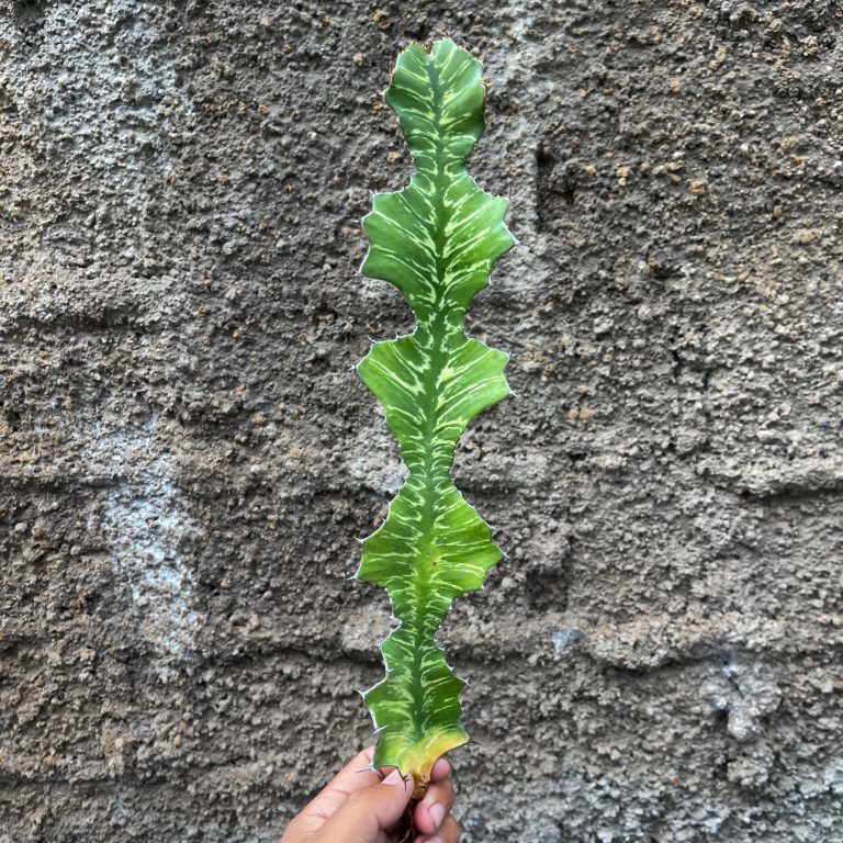 512. Euphorbia Bougheyi ( Appendix II – Special Permit Needed* )