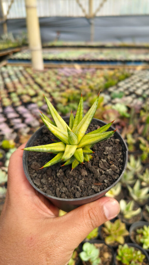 kaktus.id