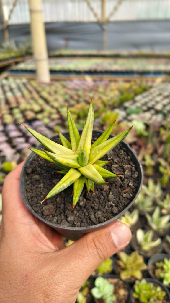 kaktus.id