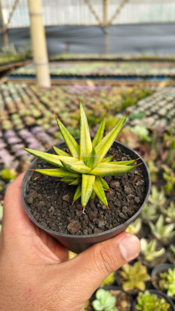 kaktus.id