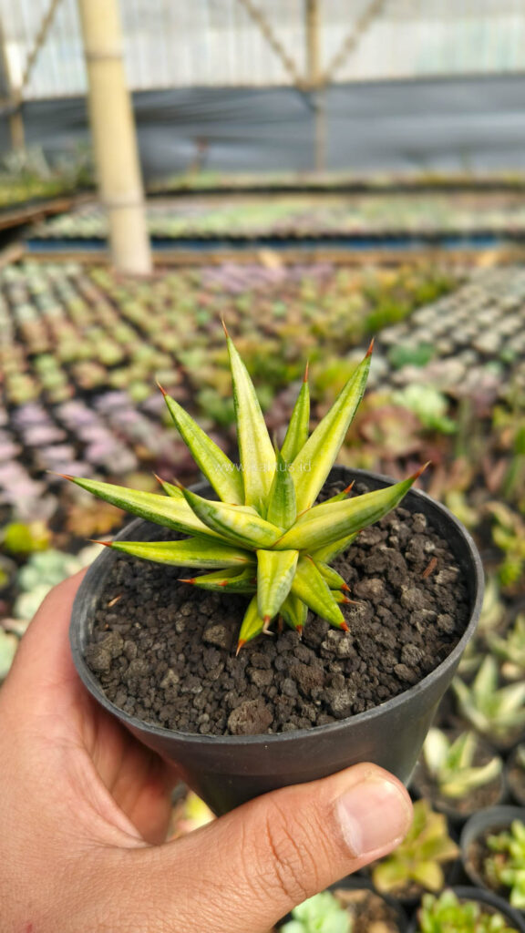 kaktus.id