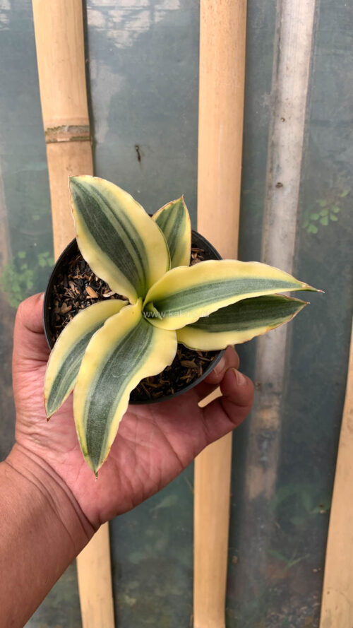 Sansevieria Katana Variegated, real gallery image #13 plants. Picture taken directly from kaktus.id community Sansevieria farmer green houses.