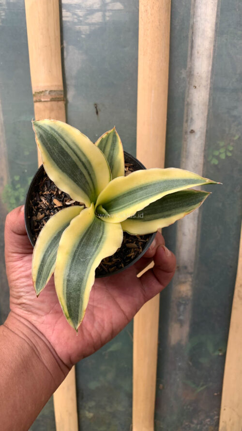 Sansevieria Katana Variegated, real gallery image #14 plants. Picture taken directly from kaktus.id community Sansevieria farmer green houses.