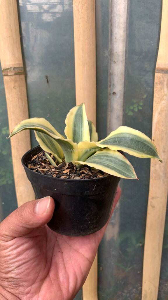 kaktus.id
