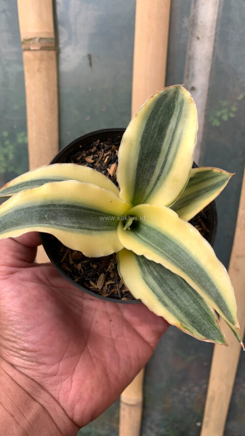 Sansevieria Katana Variegated, real gallery image #16 plants. Picture taken directly from kaktus.id community Sansevieria farmer green houses.