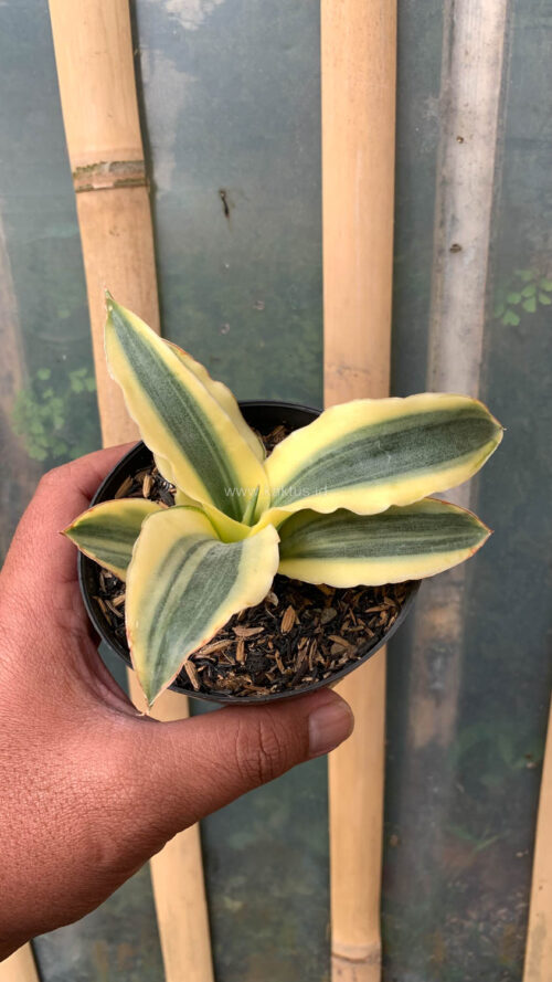 Sansevieria Katana Variegated, real gallery image #2 plants. Picture taken directly from kaktus.id community Sansevieria farmer green houses.