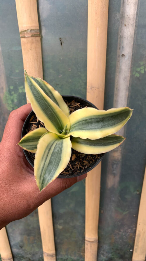 Sansevieria Katana Variegated, real gallery image #4 plants. Picture taken directly from kaktus.id community Sansevieria farmer green houses.