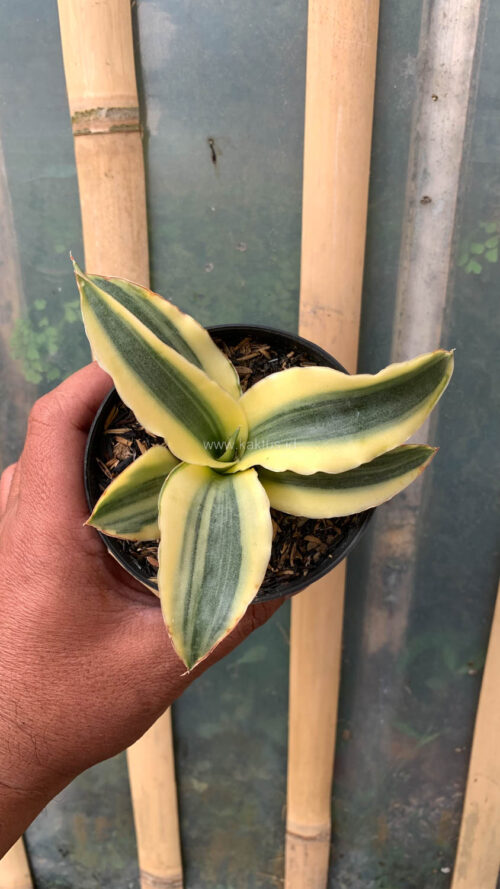 Sansevieria Katana Variegated, real gallery image #6 plants. Picture taken directly from kaktus.id community Sansevieria farmer green houses.