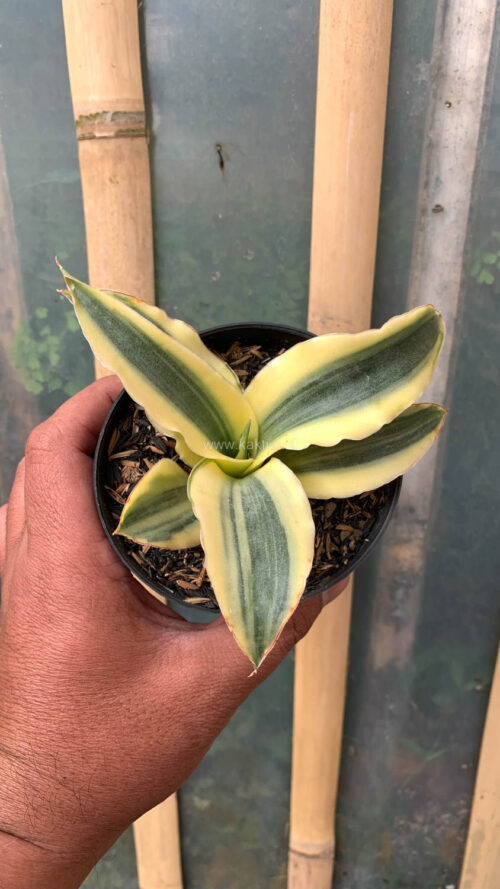 Sansevieria Katana Variegated, real gallery image #8 plants. Picture taken directly from kaktus.id community Sansevieria farmer green houses.