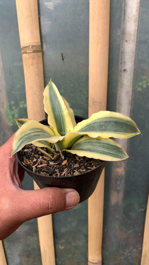 Sansevieria Katana Variegated, real gallery image #9 plants. Picture taken directly from kaktus.id community Sansevieria farmer green houses.