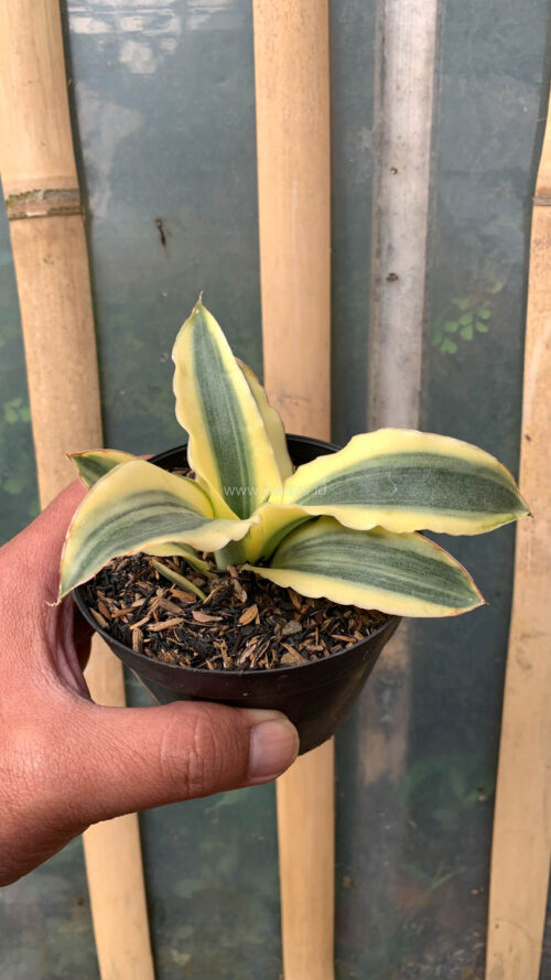 Sansevieria Katana Variegated, real gallery image #10 plants. Picture taken directly from kaktus.id community Sansevieria farmer green houses.