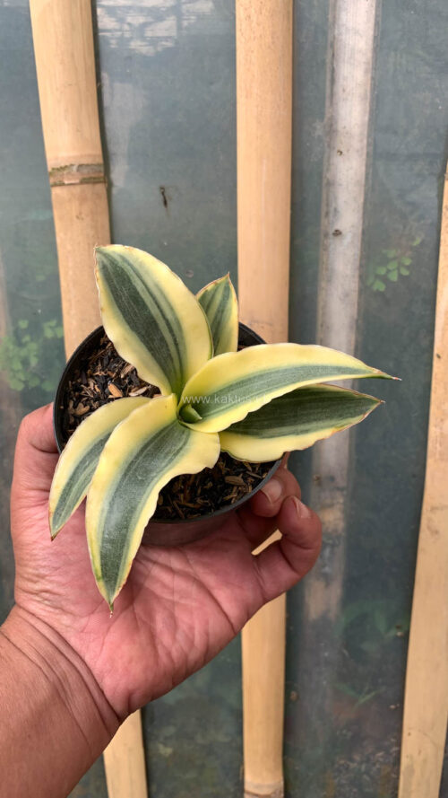 Sansevieria Katana Variegated, real gallery image #11 plants. Picture taken directly from kaktus.id community Sansevieria farmer green houses.