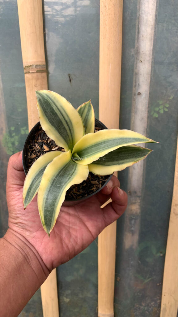 kaktus.id