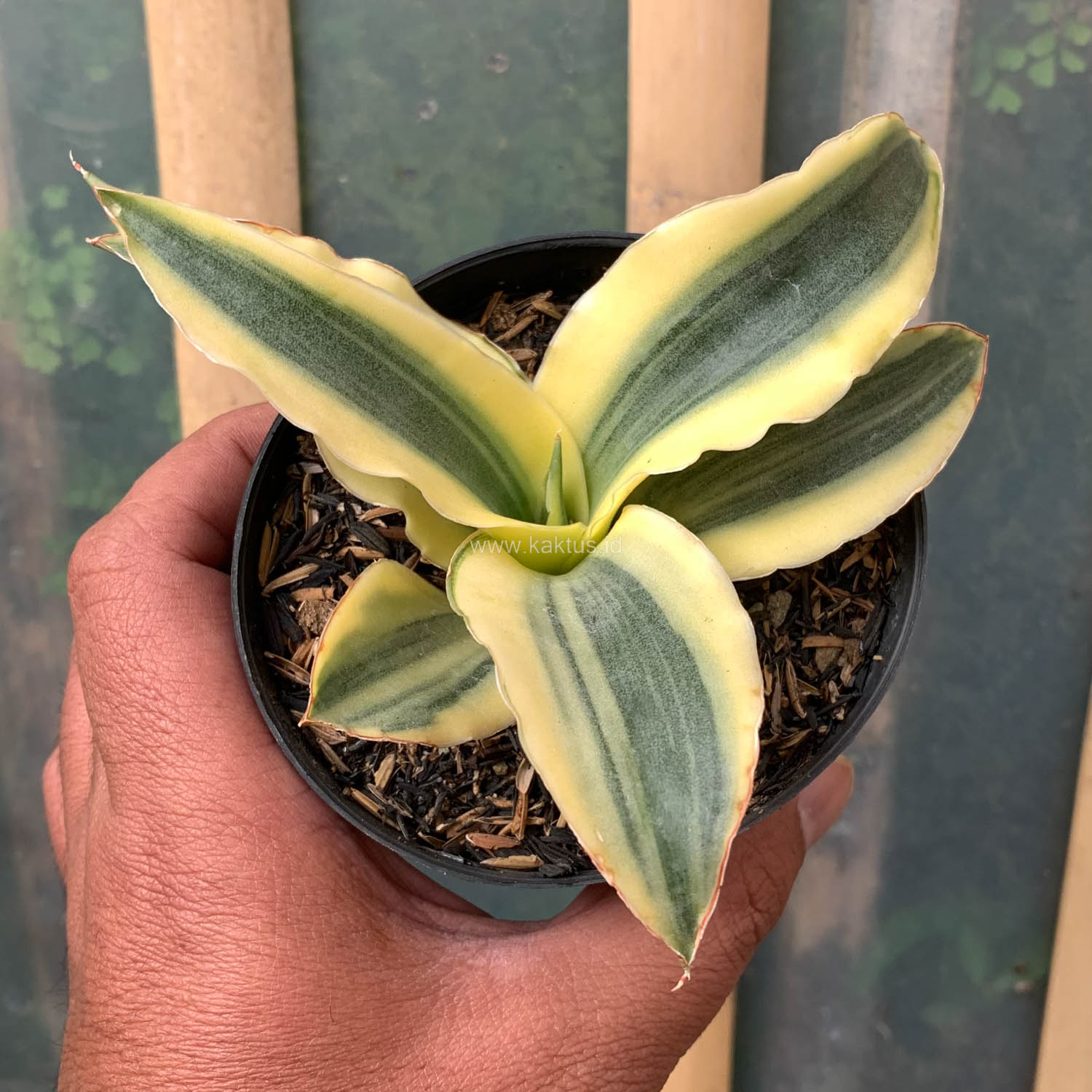 Sansevieria \"Margarita' Variegated 極上親株 サンセベリア マルガリータ+pmp「Sansevieria Margarita」6/28-87
