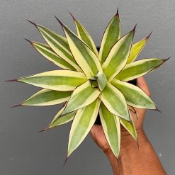 Agave Snow Glow, real feature image plant. Picture taken directly from kaktus.id community Agave farmer green houses.