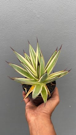 Agave Snow Glow, real gallery image #1 plants. Picture taken directly from kaktus.id community Agave farmer green houses.