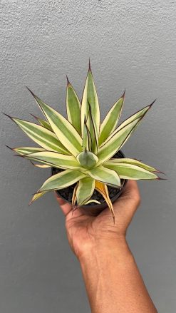 Agave Snow Glow, real gallery image #2 plants. Picture taken directly from kaktus.id community Agave farmer green houses.