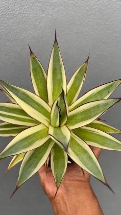 Agave Snow Glow, real gallery image #3 plants. Picture taken directly from kaktus.id community Agave farmer green houses.